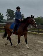Paardrijlessen met of zonder eigen paard, Dieren en Toebehoren, Meerdere dieren, Niet van toepassing