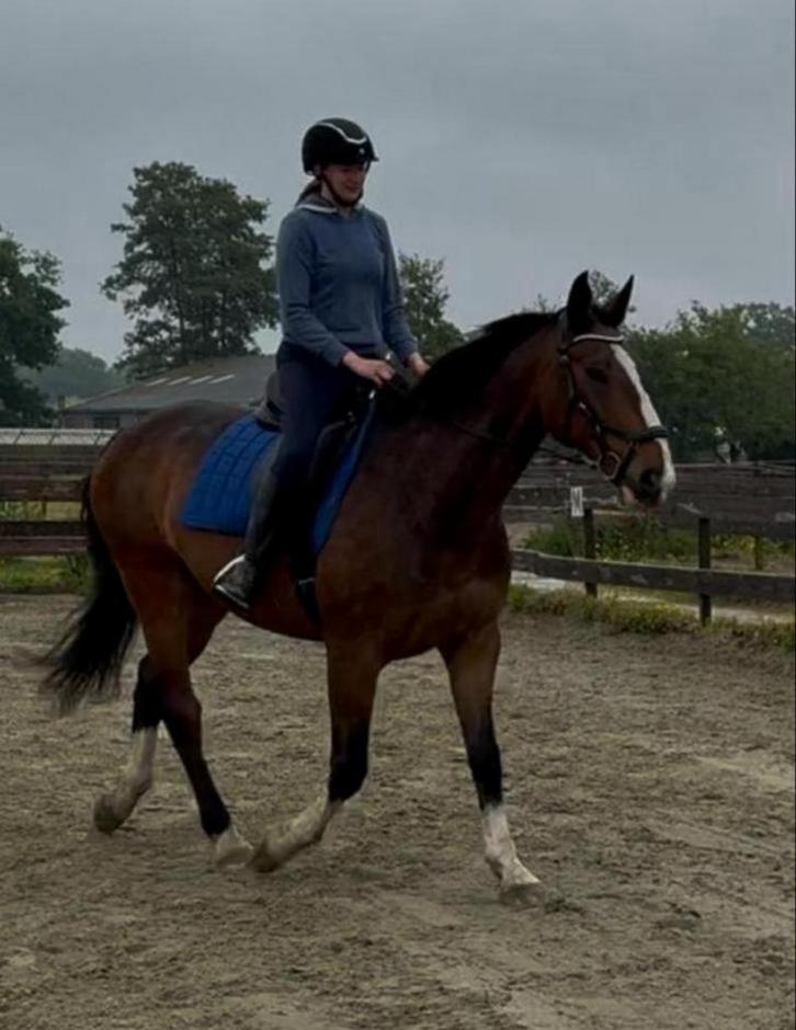 Paardrijlessen met of zonder eigen paard, Dieren en Toebehoren, Pony's, Meerdere dieren, Niet van toepassing