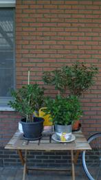 Groenblijvende planten, Ophalen, Gebruikt