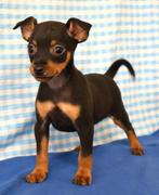 Chiot Pinscher super mignon !, Animaux & Accessoires, 15 semaines à 1 an, Étranger, Chien (mâle), Parvovirose