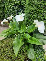 Aronskelken, Tuin en Terras, Ophalen
