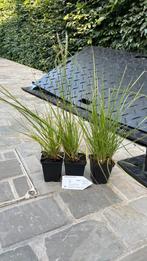 Siergrassen, Ophalen, Vaste plant, Siergrassen