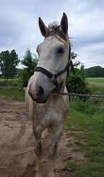 4 jarig springpaard, Dieren en Toebehoren, Paarden, Springpaard, Gechipt, Ruin, Zadelmak