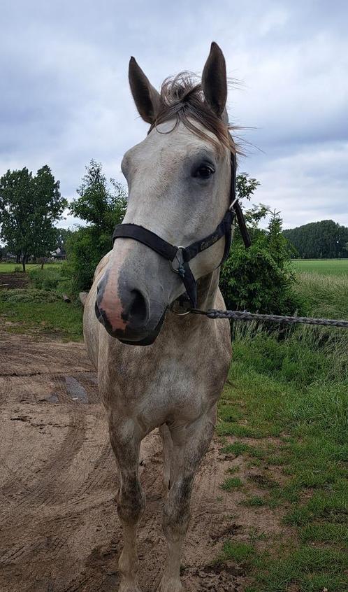 4 jarig springpaard, Dieren en Toebehoren, Paarden, Ruin, Zadelmak, 170 tot 175 cm, 3 tot 6 jaar, Springpaard, Met stamboom, Gechipt
