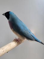 Gouldamadine pop ,koudkweek,natuurbroed, kweekklaar, Dieren en Toebehoren, Vogels | Overige Vogels