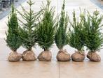 Taxus baccata aan onklopbare prijzen!, Tuin en Terras, Ophalen