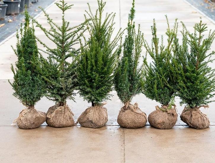 Taxus baccata aan onklopbare prijzen!, Tuin en Terras, Planten | Tuinplanten, Ophalen