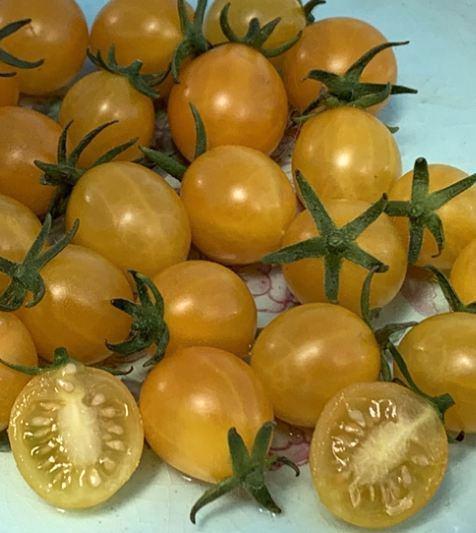 tomate cerise  multiflora Tomate Golden Grape - 5 graines, Jardin & Terrasse, Bulbes & Semences, Graine, Printemps, Plein soleil