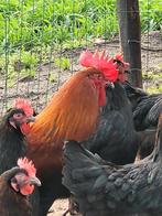 Broedeieren Marans zwart koperhals, Dieren en Toebehoren, Pluimvee