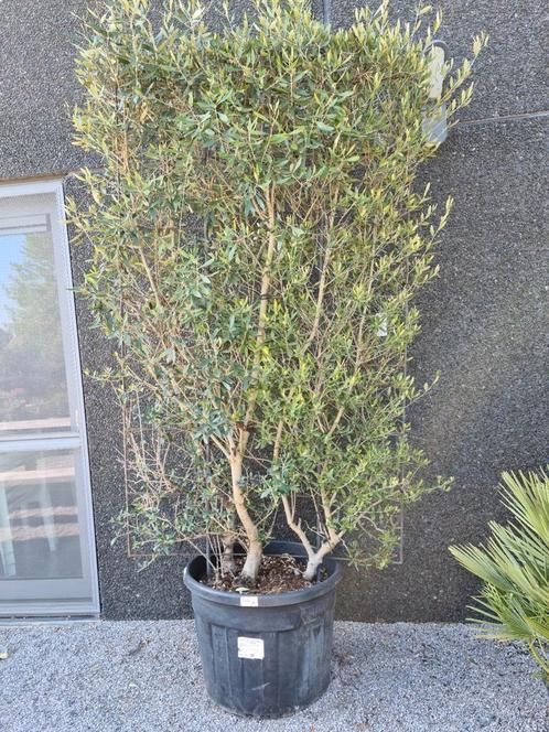 Olijfboom scherm, Tuin en Terras, Planten | Bomen, Olijfboom, Ophalen