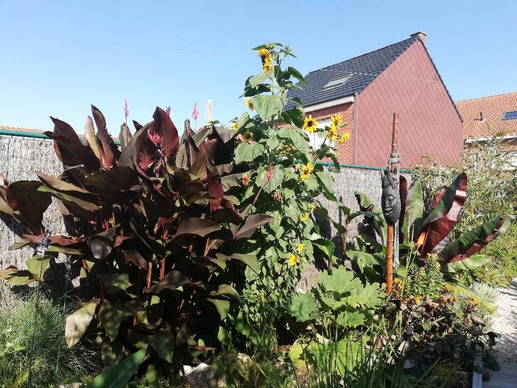 Canna musafolia rubrum - exotisch - tropisch, Tuin en Terras, Planten | Tuinplanten, Vaste plant, Overige soorten, Volle zon, Zomer