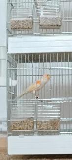 Prachtige kanarie met rood mozaïek die 25€ zingt in Luik, Dieren en Toebehoren, Ophalen