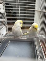 Grasparkiet met kooi, Dieren en Toebehoren