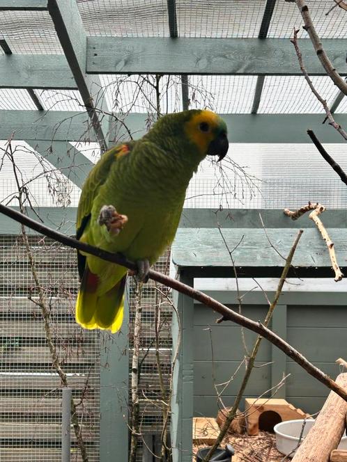 Blauwvoorhoofd mannetje, Dieren en Toebehoren, Vogels | Parkieten en Papegaaien, Papegaai, Mannelijk, Pratend, Geringd