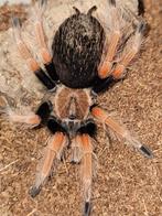 Brachypelma boehmei mannetje 3,5-4 cm lichamlengte, Animaux & Accessoires, Insectes & Araignées