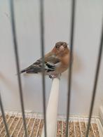 botvinkman 2025, Dieren en Toebehoren, Vogels | Overige Vogels, Mannelijk, Wildzangvogel, Geringd