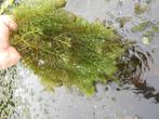 zuurstofplanten: hoornblad, waterpest, vallisneria., Ophalen