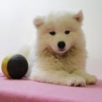 Samojeed - Prachtige pups te koop (Belgisch), Dieren en Toebehoren, België, CDV (hondenziekte), 8 tot 15 weken, Meerdere