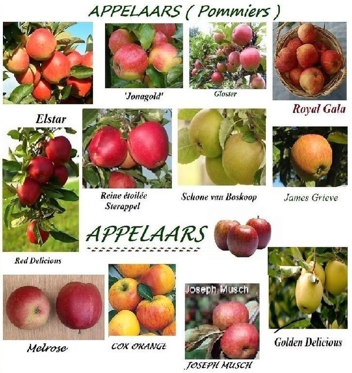 LAAGSTAM APPELBOMEN, 15€/STUK, VERSCH.SOORTEN, Tuin en Terras, Planten | Tuinplanten, Vaste plant, Fruitplanten, Volle zon, Lente