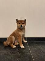 Shiba inu teefje te koop, CDV (hondenziekte), België, Particulier, Overige rassen