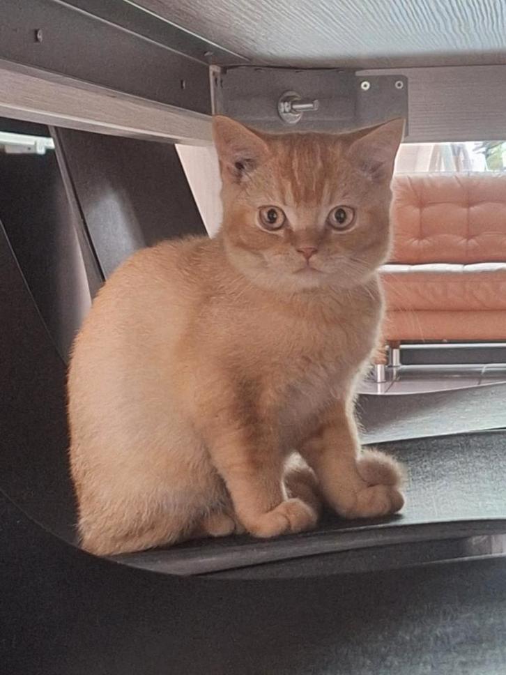 Astro - brits korthaar - mag het nest al verlaten, Dieren en Toebehoren, Katten en Kittens | Overige Katten, Kortharig, Kater