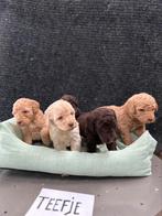 Mooie Labradoodle pups!, Dieren en Toebehoren, België, CDV (hondenziekte), 8 tot 15 weken, Labrador retriever