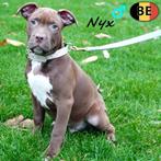 Amerikaanse Staffordshire Terriër (reuen) Belgische pups, Dieren en Toebehoren, België, CDV (hondenziekte), 8 tot 15 weken, American Staffordshire Terriër