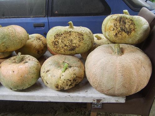 pompoenen bio gekweekt, Divers, Produits alimentaires, Enlèvement