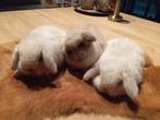 Mini lopjes, Dieren en Toebehoren, Konijnen, Klein