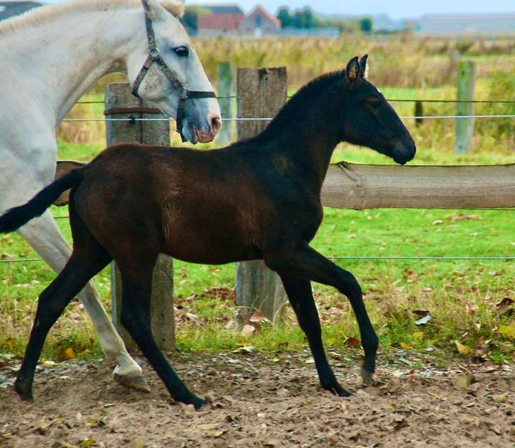 Lusitano hengst veulen, Dieren en Toebehoren, Paarden, Hengst, Ontwormd