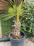 Palmboom winterhard, Tuin en Terras, Planten | Bomen, Ophalen, Palmboom