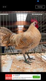 Très bon coq en bonne santé, Animaux & Accessoires