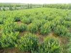Groenblijvende hagen en coniferen  te Riemst, Tuin en Terras, Planten | Bomen, 100 tot 250 cm, Zomer, Ophalen, Volle zon