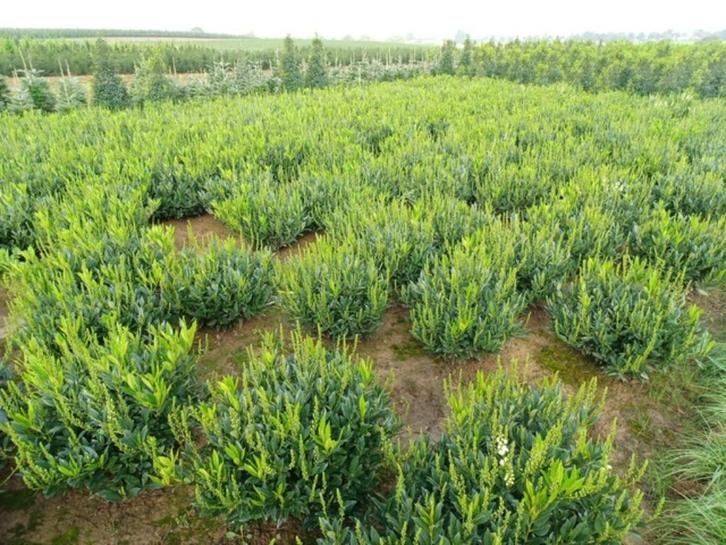 Groenblijvende hagen en coniferen  te Riemst, Tuin en Terras, Planten | Bomen, 100 tot 250 cm, Volle zon, Zomer, In pot, Ophalen