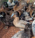 Krombek eenden, Dieren en Toebehoren, Pluimvee