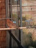 Cabaret barmsijzen, Dieren en Toebehoren, Vogels | Overige Vogels, Geringd