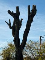 Abattage, élagage de vos arbres, Enlèvement