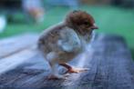 Pasgeboren Brahma kuikens, Dieren en Toebehoren, Pluimvee, Vrouwelijk, Kip