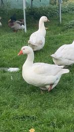Witte gans uit Toulouse, Dieren en Toebehoren, Ophalen
