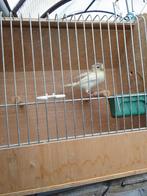 Jonge kanaries Duitse kuif, Dieren en Toebehoren