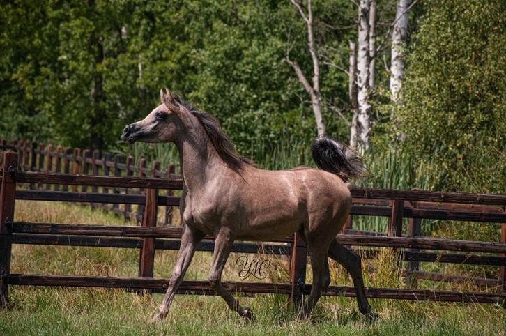 arabisch volbloed hengstje, Dieren en Toebehoren, Pony's, Hengst, 0 tot 2 jaar, Met stamboom, Gechipt, Ontwormd, Ingeënt