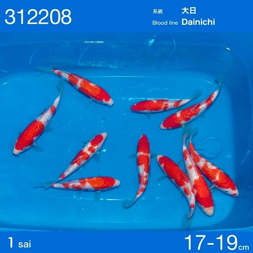 HQ Ginrin kohaku dainichi Bloedlijn!, Animaux & Accessoires, Poissons | Poissons d'étang, Carpe ou Koï