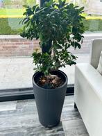 Ficus bonsai met zelfwatergevende pot, Vaste plant, Ophalen
