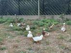 Hollandse Kuifeenden, Dieren en Toebehoren, Pluimvee, Eend