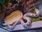 1.2 Candoia Pausoni Santa Isabel(grondboa), Dieren en Toebehoren, Reptielen en Amfibieën, Slang