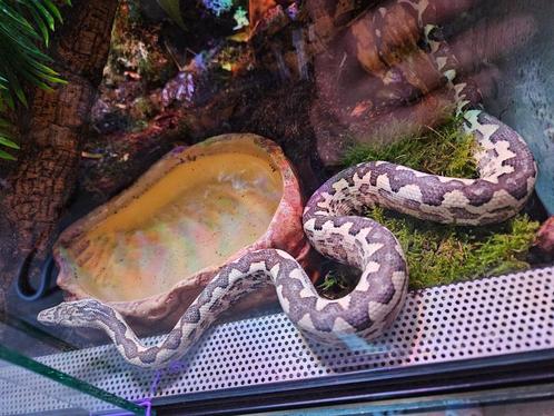 1.2 Candoia Pausoni Santa Isabel(grondboa), Dieren en Toebehoren, Reptielen en Amfibieën, Slang