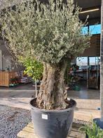 Olijfboom Olea Europaea Bonsai, Tuin en Terras, Planten | Bomen, Ophalen, Olijfboom