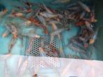 Shubunkins 7 tot 25cm