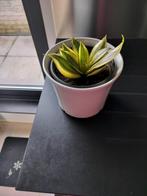 Sansevieria gold in witte sierpot, Huis en Inrichting, Kamerplanten, Ophalen of Verzenden