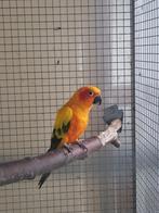 kweekpaar zonparkieten te koop, Dieren en Toebehoren, Vogels | Parkieten en Papegaaien, Meerdere dieren, Parkiet, Geringd